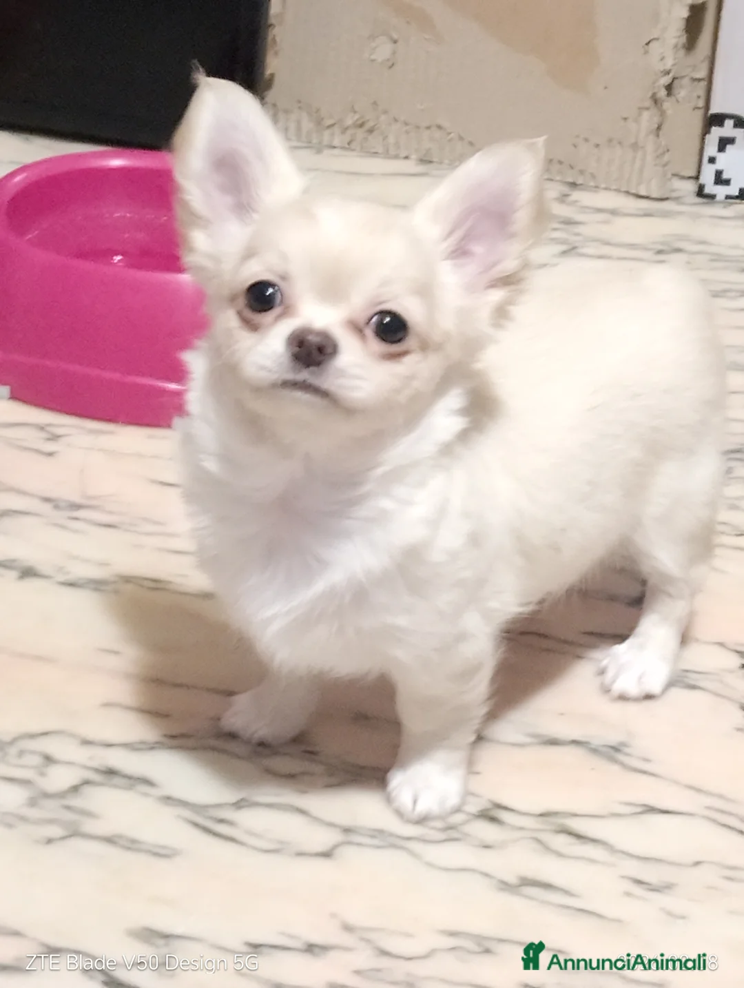 Chihuahua cani in vendita: Cucciola chihuahua - Annuncio 5