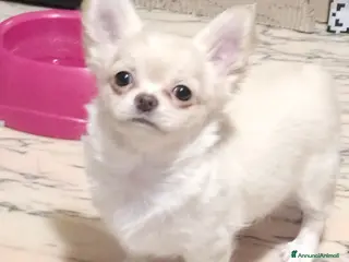 Chihuahua cani Cucciola chihuahua - Annuncio 1