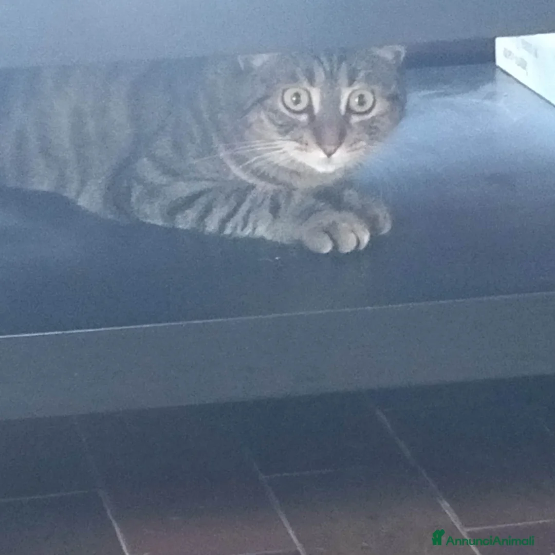 Europeo gatti in regalo: GATTINA DOLCISSIMA - Annuncio 4