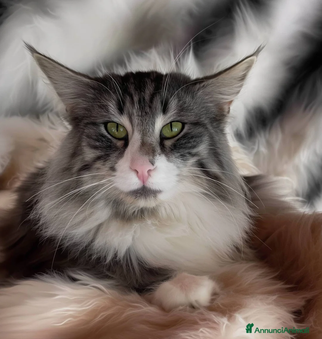 Norvegese gatti in vendita: Gattino cucciolo di gatto norvegese delle foreste a Provincia di Parma - Annuncio 7