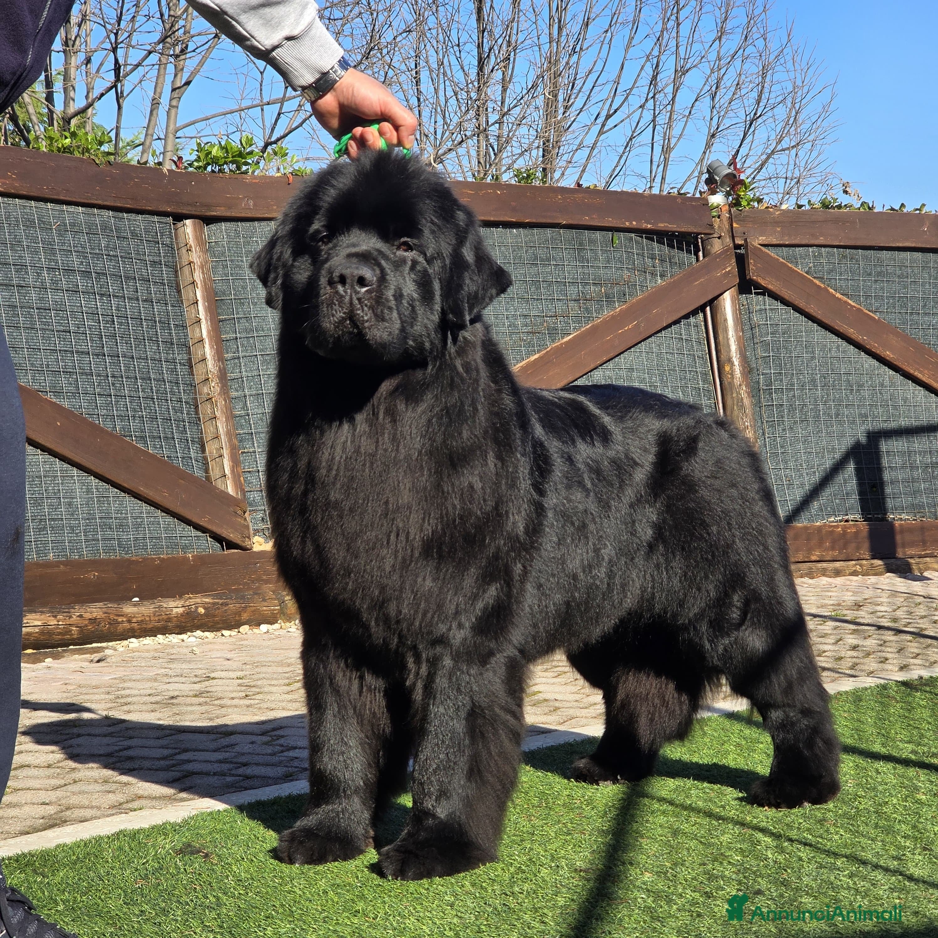 Terranova cani Cucciolo di Terranova nero - Annuncio 1