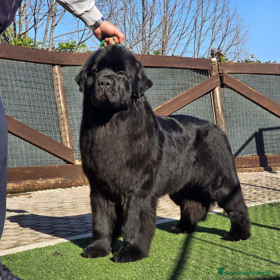 Terranova cani in vendita: Cucciolo di Terranova nero - Annuncio 1