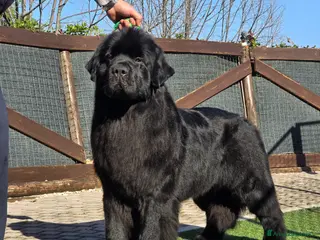 Terranova cani Cucciolo di Terranova nero - Annuncio 2