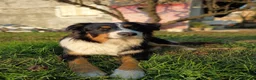 Australian Shepherd cani per accoppiamento: RITMO cerca moglie - Annuncio 1