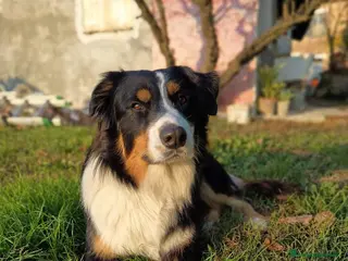 Australian Shepherd cani RITMO cerca moglie - Annuncio 1