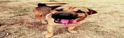 Shar Pei cani in regalo: Sciarpone, splendido derivato Shar pei  - Annuncio 1