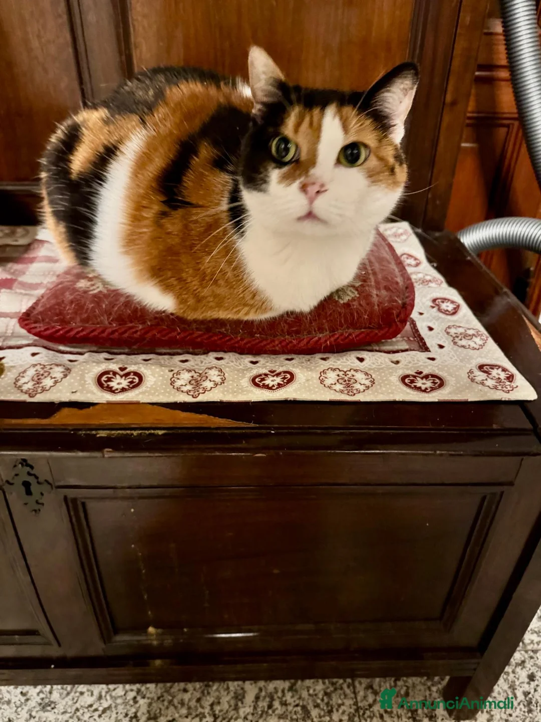 Meticcio gatti in regalo: GATTA ANZIANA a Città metropolitana di Milano - Annuncio 5