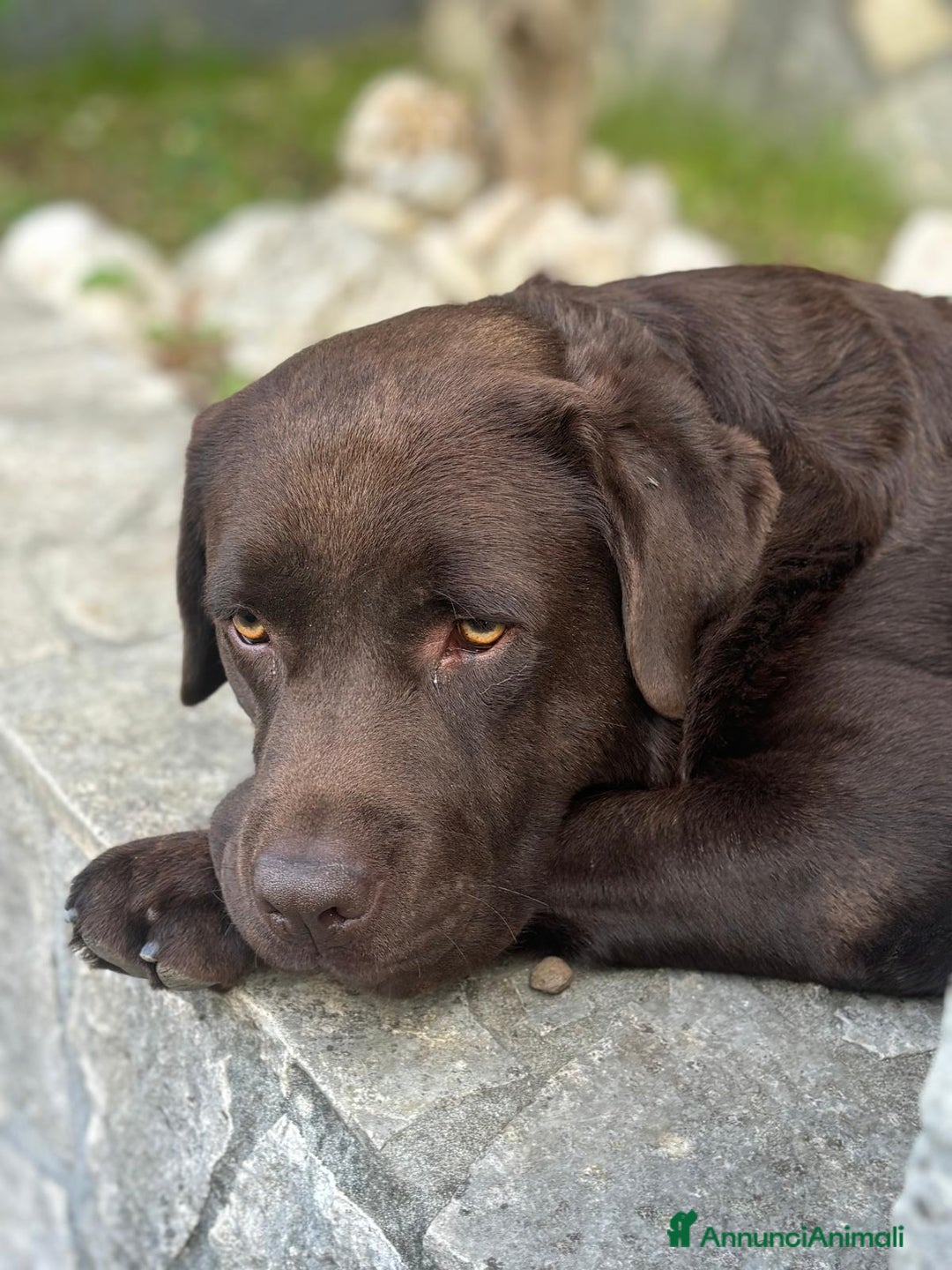 Labrador cani per accoppiamento: Labrador maschio cioccolato per accoppiamento  - Annuncio 1
