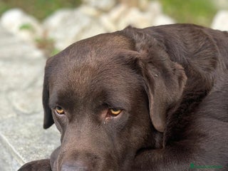 Labrador cani Labrador maschio cioccolato per accoppiamento - Annuncio 1