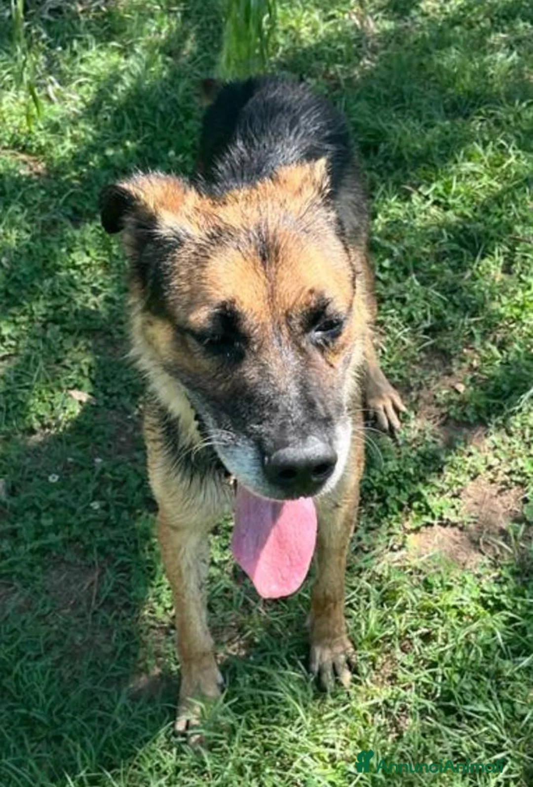 Meticcio cani in regalo: Mix Pastore adulto dalla catena al box NAPOLI SOS a Città Metropolitana di Milano - Annuncio 8