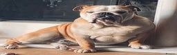 Bulldog cani per accoppiamento: Bulldog inglese x monta a Provincia dell'Aquila - Annuncio 2