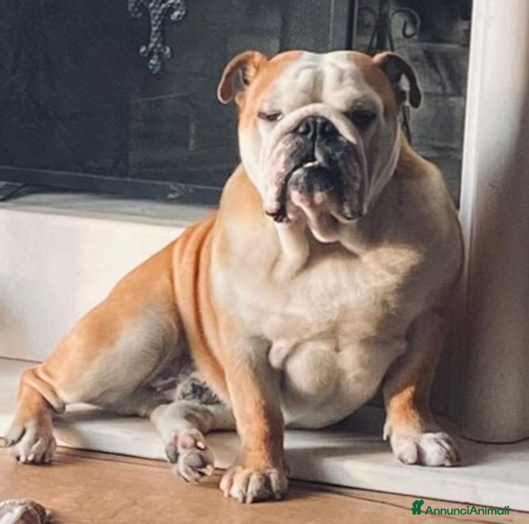 Bulldog cani per accoppiamento: Bulldog inglese x monta a Provincia dell'Aquila - Annuncio 2