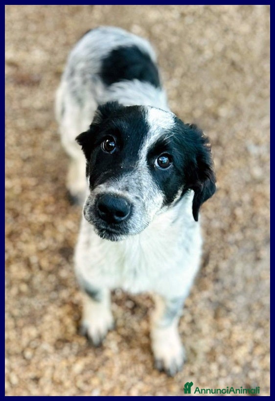 Meticcio cani TEO vagava affamato per strada - Annuncio 2