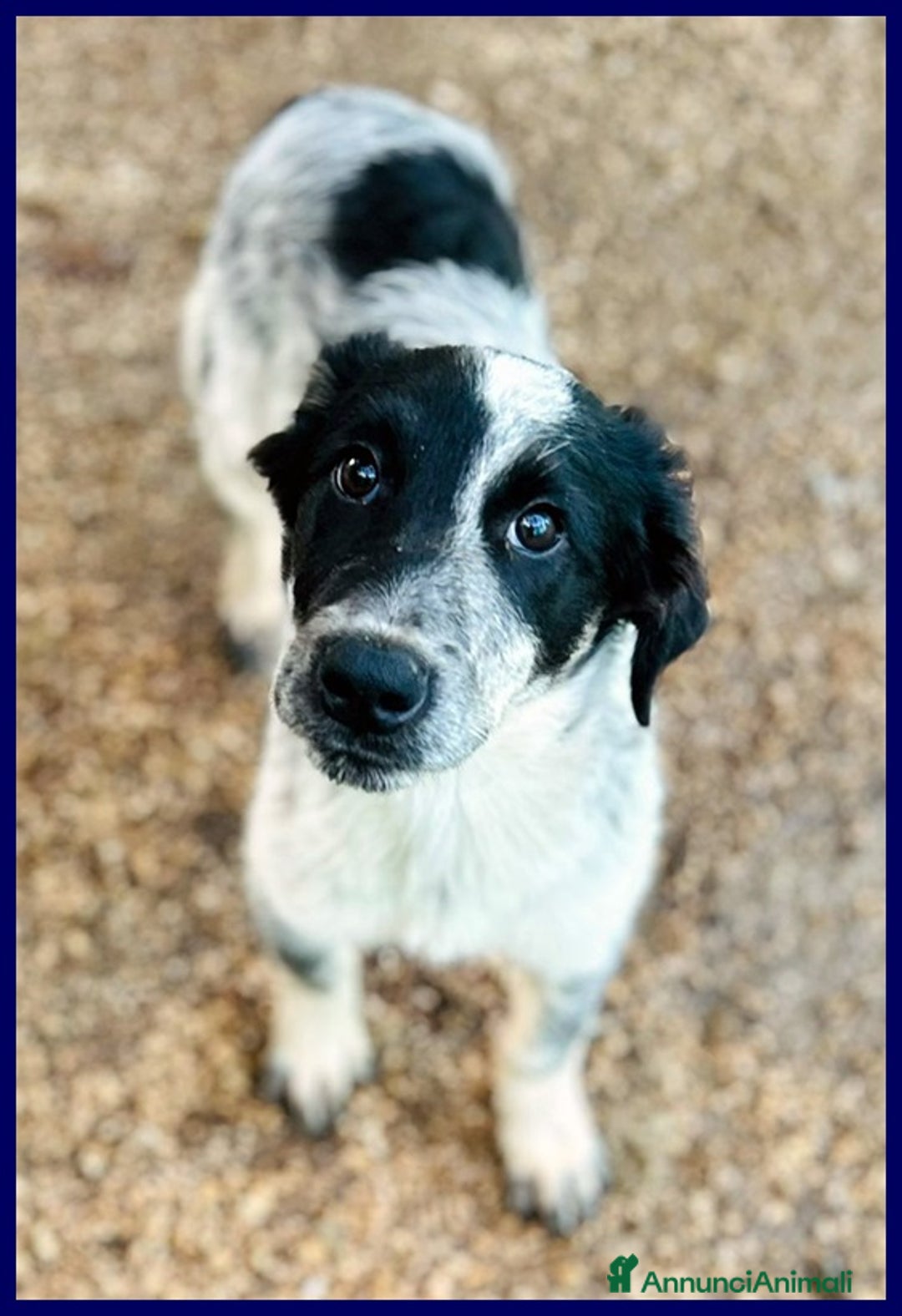 Meticcio cani in regalo: TEO vagava affamato per strada - Annuncio 2