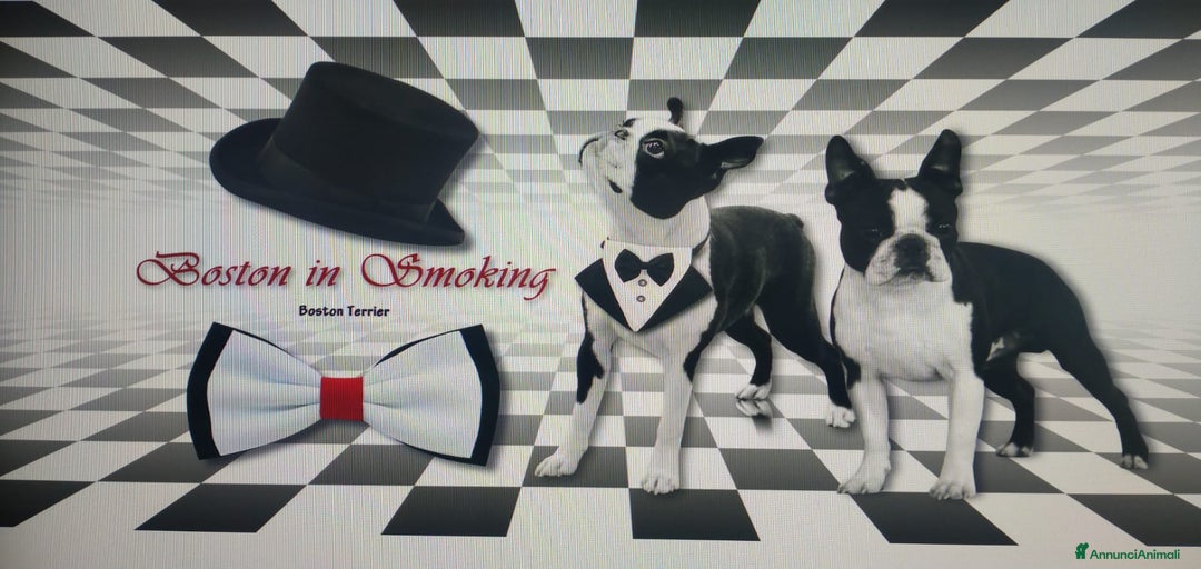 Immagine della galleria {{count}}