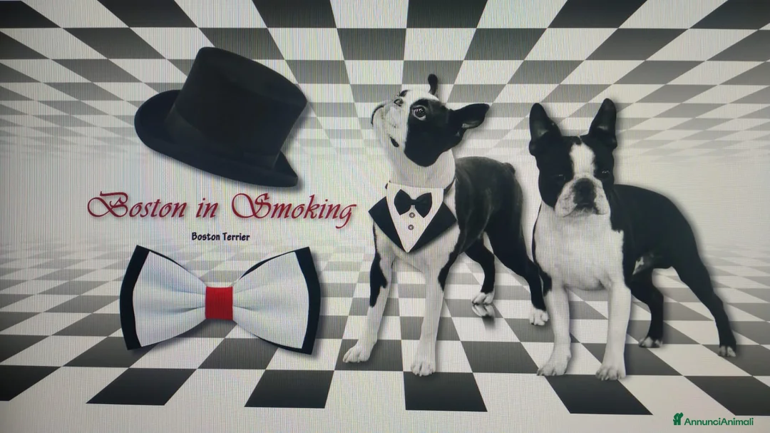 Immagine della galleria {{count}}