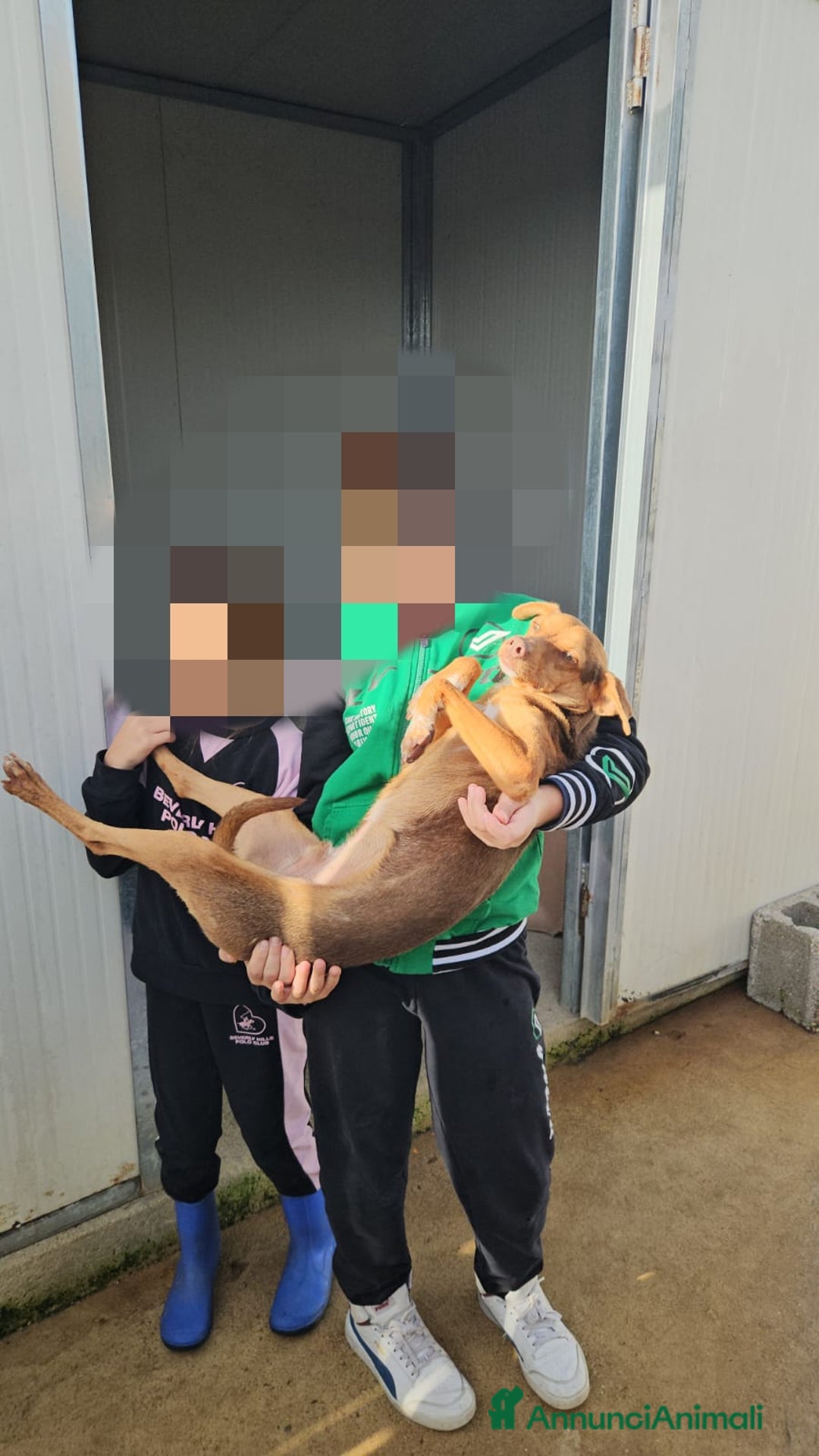 Meticcio cani in regalo: Lupo: cucciolotto taglia piccola socievole  a Città Metropolitana di Genova - Annuncio 26