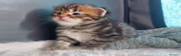 Siberiano gatti in vendita: Cuccioli di gatto Siberiano Certificati  - Annuncio 4