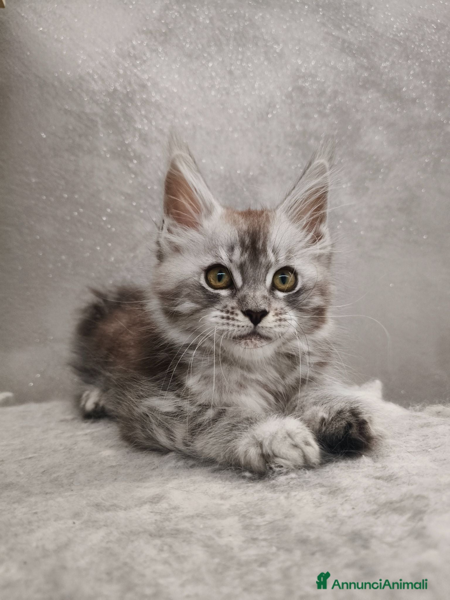 Maine Coon gatti Cucciola Maine Coon silver - Annuncio 8
