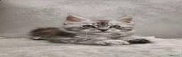 Maine Coon gatti in vendita: Cucciola Maine Coon silver - Annuncio 1