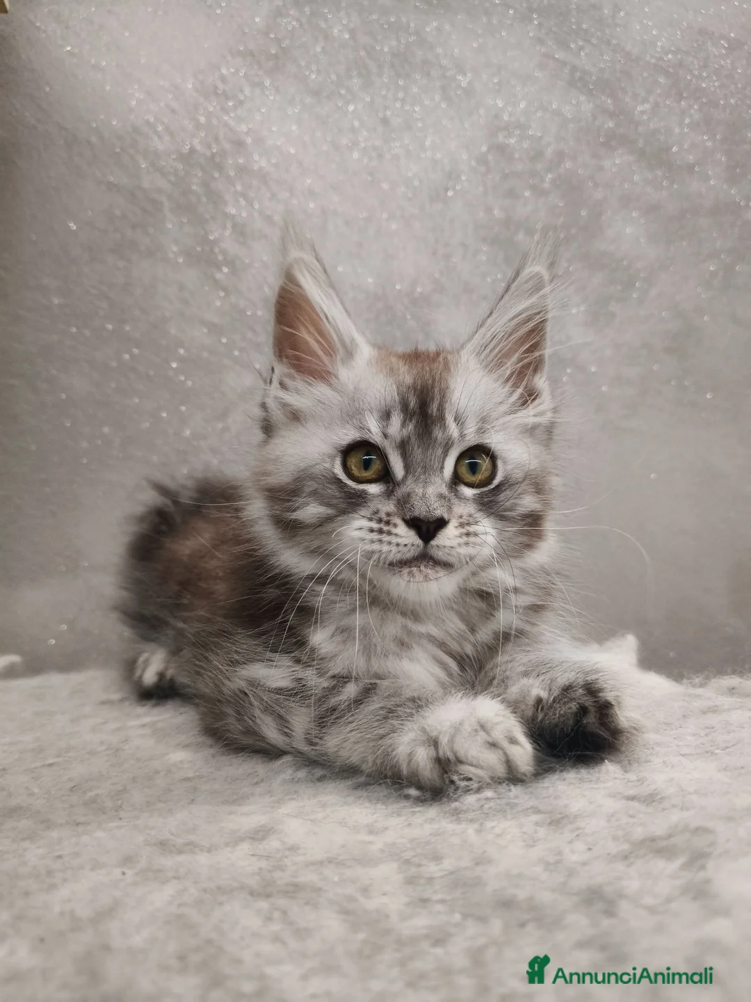 Maine Coon gatti in vendita: Cucciola Maine Coon silver - Annuncio 1