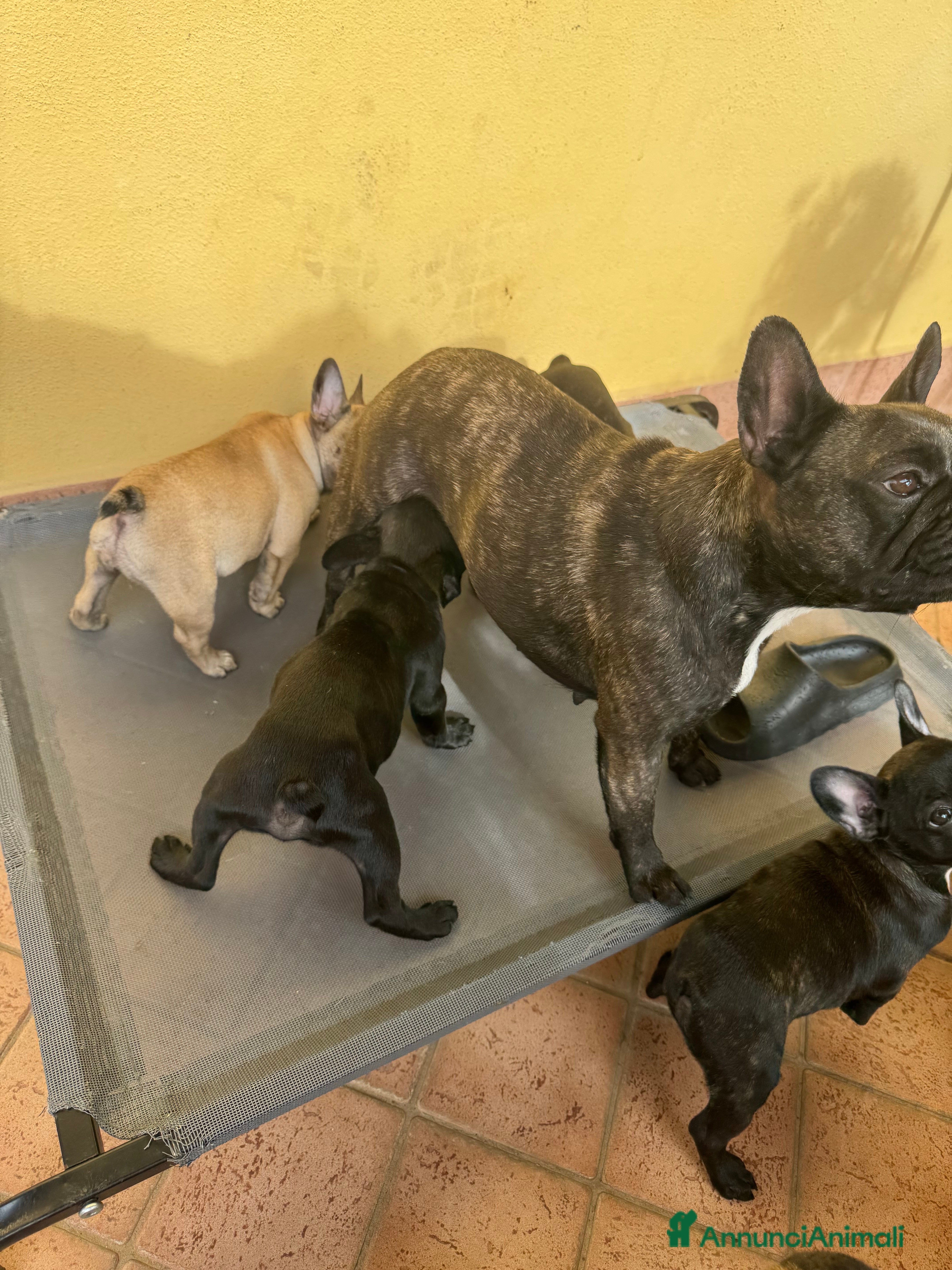 Bulldog Francese cani Cucciole di bulldog francesi - Annuncio 2