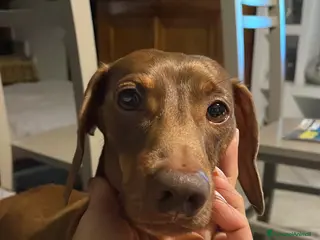 Bassotto cani Accoppiamento - Annuncio 2