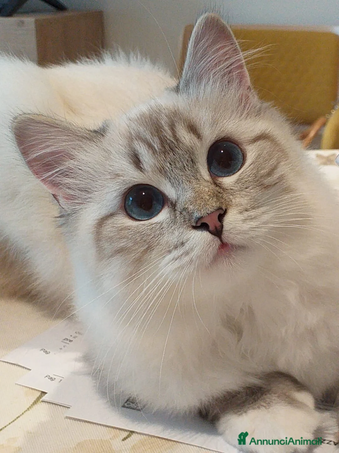 Immagine della galleria {{count}}