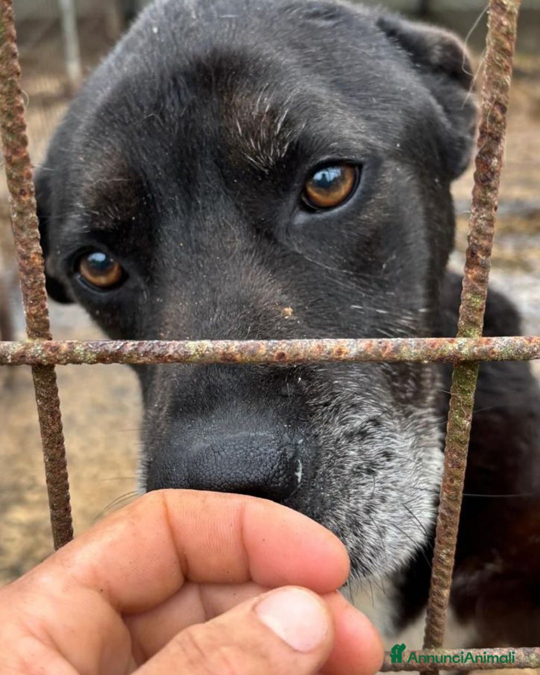 Meticcio cani in regalo: ROCKY 8 anni cerca casa - adozione del cuore! a Provincia di Latina - Annuncio 3