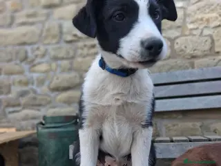 Border Collie cani Vendo Border Collie a pelo corto - Annuncio 1