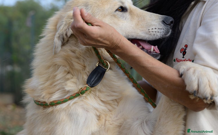 Meticcio cani a Città Metropolitana di Bari - Annuncio 2