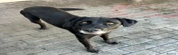 Labrador cani in regalo: ELIJA CAGNOLINA D'ORO - Annuncio 7