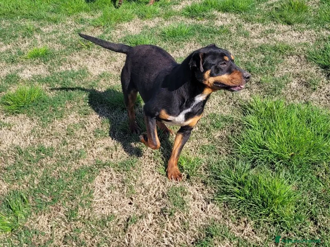 Meticcio cani in regalo: Bullo, il tenerone - Annuncio 9