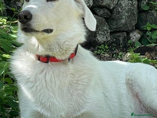 Meticcio cani IL TENERISSIMO CESARE - Annuncio 10