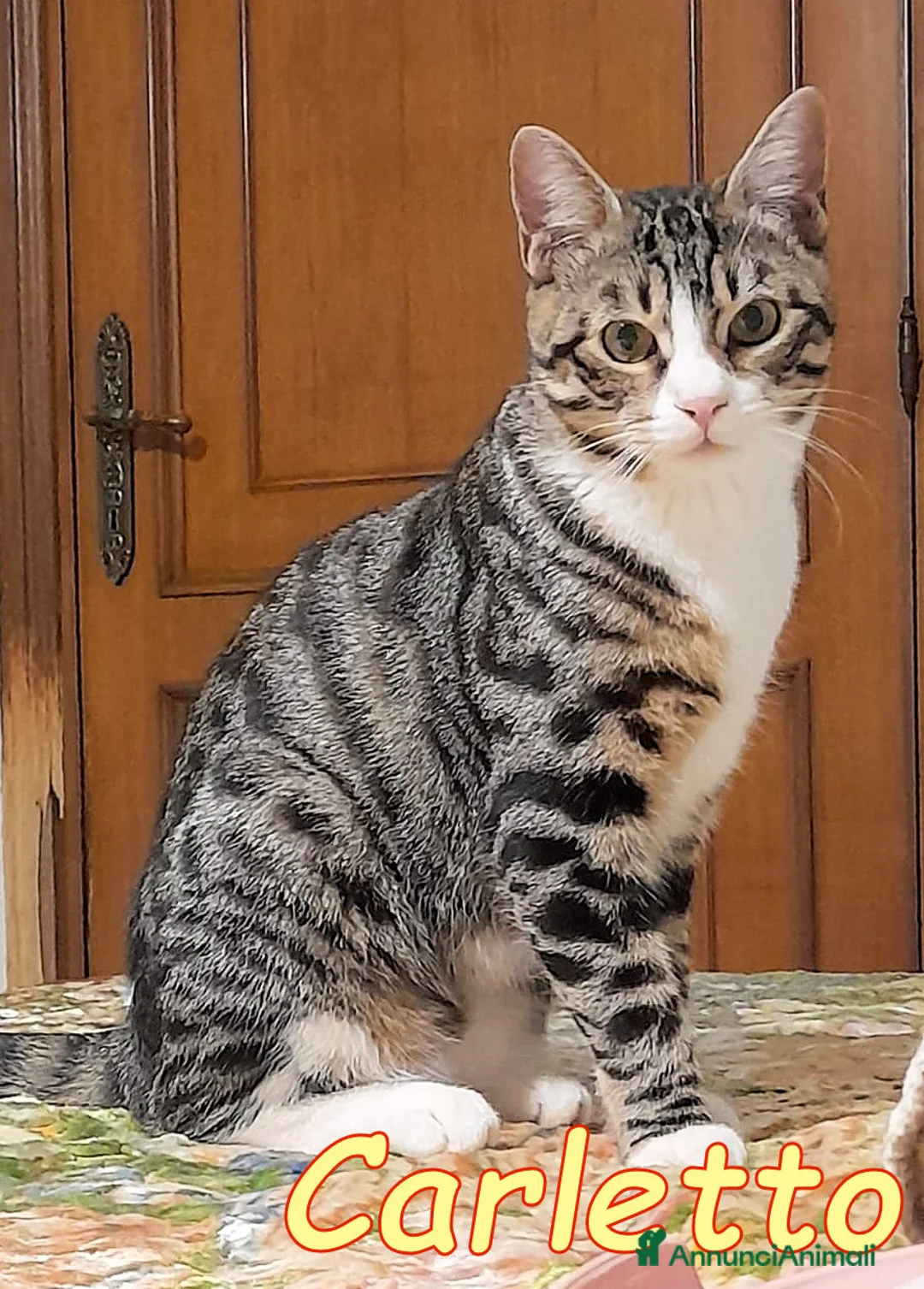 Europeo gatti in regalo: CARLETTO GATTINO DOLCISSIMO - Annuncio 2