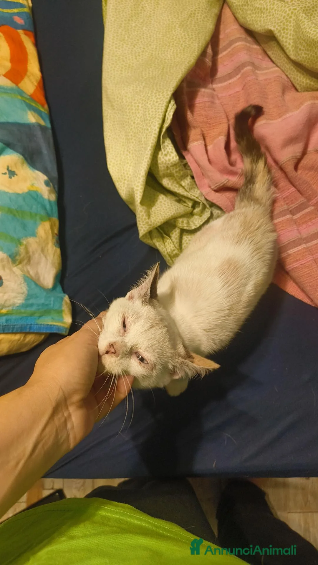 Meticcio gatti in regalo: Gattina trovatella  - Annuncio 2