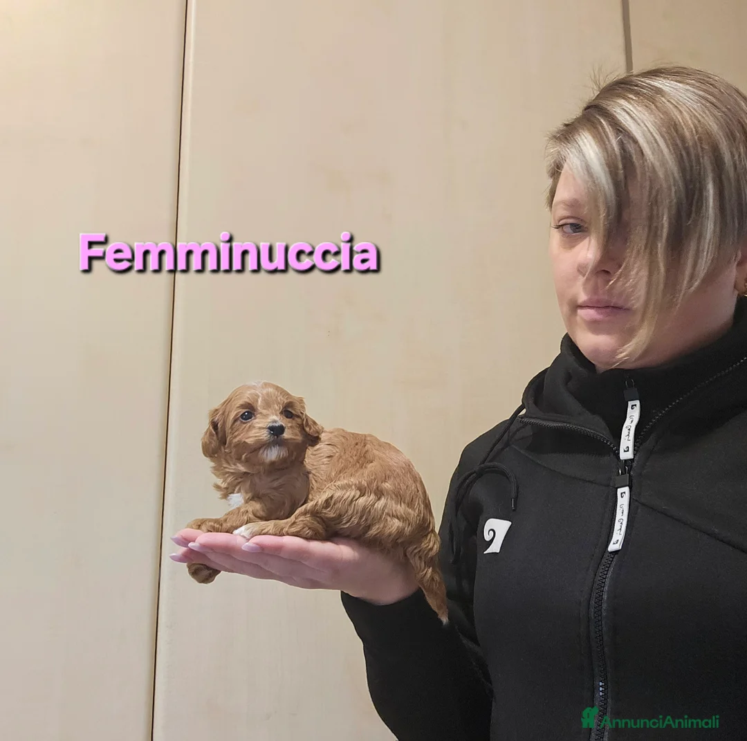 Maltipoo cani in vendita: Cuccioli maltipoo  - Annuncio 4