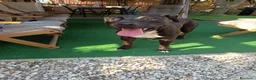 American Staffordshire cani in regalo: Amstaff Maschio 2 anni  - Annuncio 17