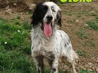 Setter Inglese cani OTELLO adora l'acqua e giocare! Bravo - Annuncio 12