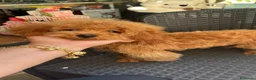 Barboncino Toy cani in vendita: Barboncino Toy al limite  a Provincia di Savona - Annuncio 3