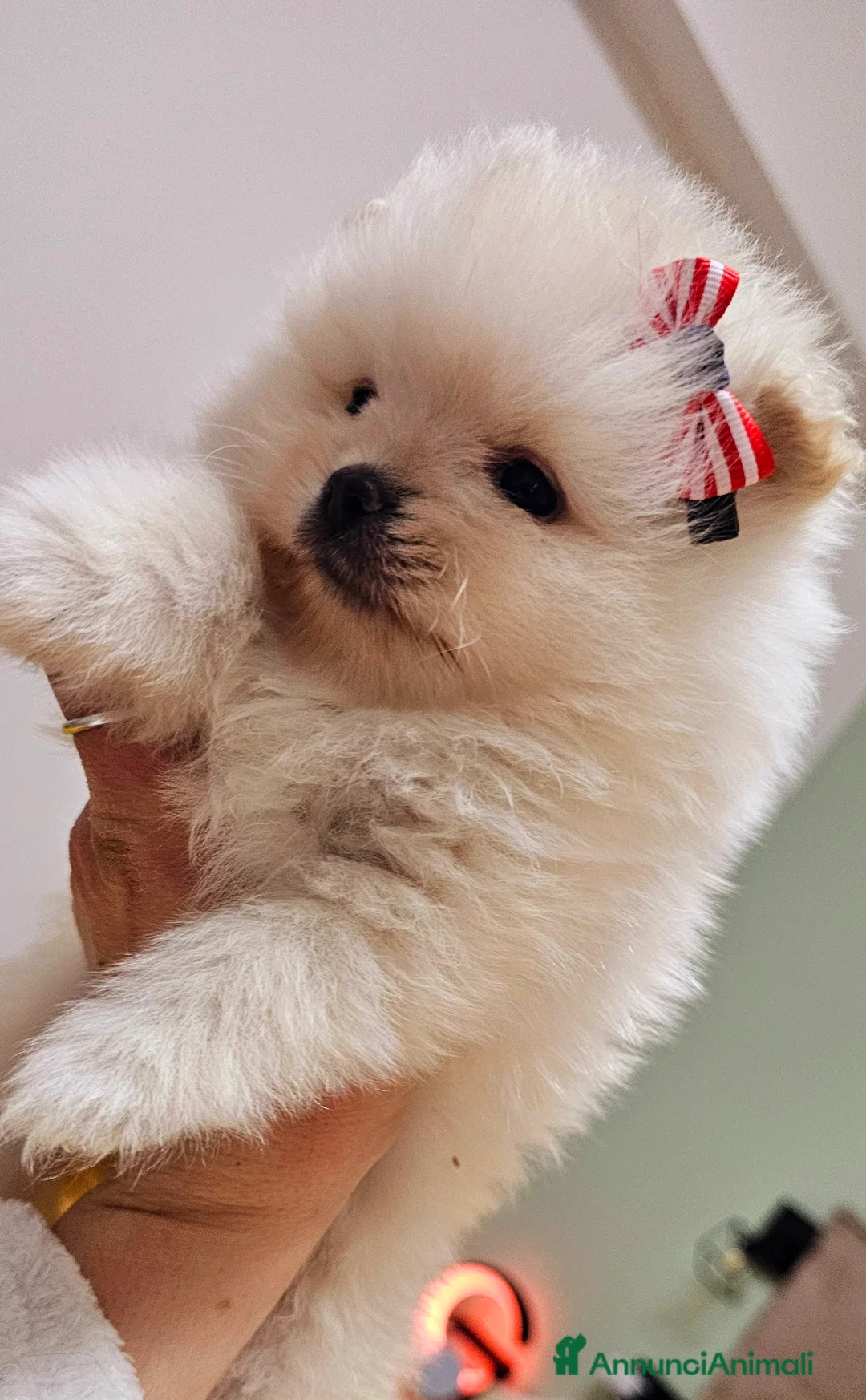 Volpino Pomerania cani in vendita: Volpino di pomerania pedigree Enci - Annuncio 1