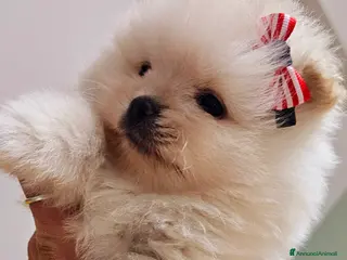 Volpino Pomerania cani Volpino di pomerania pedigree Enci - Annuncio 1