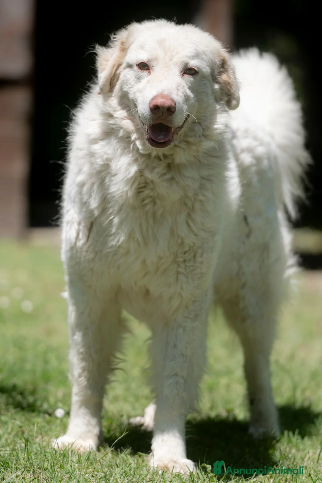 Meticcio cani in regalo: FULVIO STA PERDENDO LE SPERANZE, IN ADOZIONE - Annuncio 2