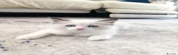 Ragdoll gatti in vendita: Cuccioli di Ragdoll con pedigree enfi - Annuncio 8