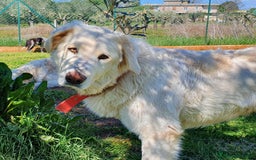 Pastore Maremmano cani in regalo: ROSETTA,giocherellona e sguardo fiero a Pomezia - Immagine 11