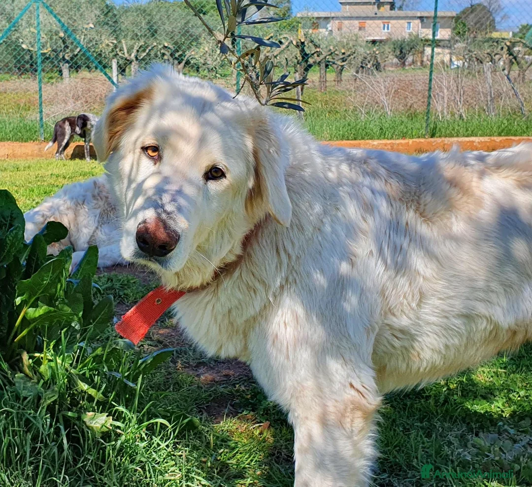 Pastore Maremmano cani in regalo: ROSETTA,giocherellona e sguardo fiero a Pomezia - Annuncio 11
