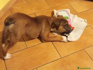 Meticcio cani ADOTTA DAMON a Città metropolitana di Roma Capitale - Annuncio 9