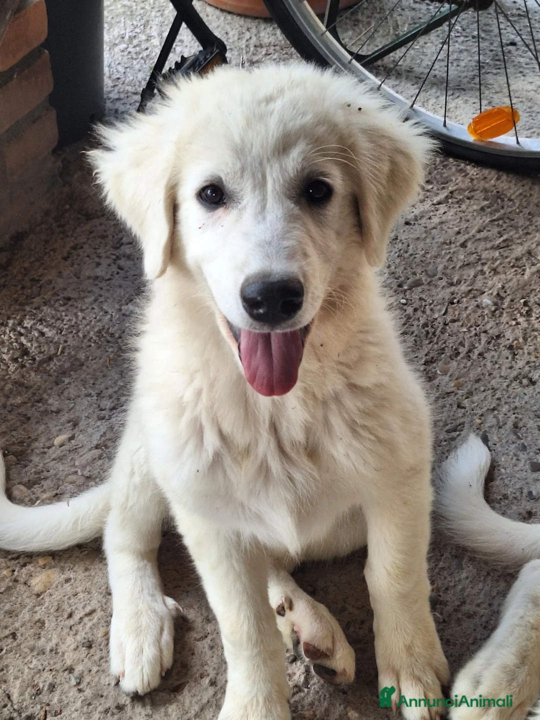 Pastore Abbruzzese Maremmano cani in vendita: 🐶 Cucciola femmina di Pastore Maremmano-Abruzzese - Annuncio 2