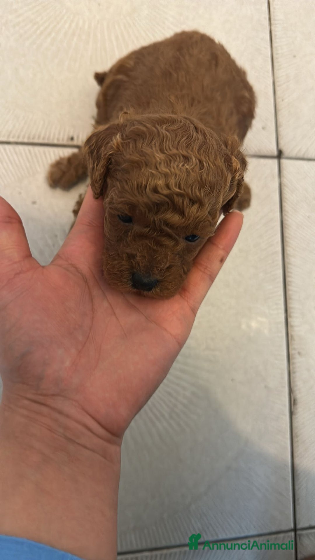 Barboncino Toy cani in vendita: Strepitosi Barboncini veri toy  - Annuncio 3