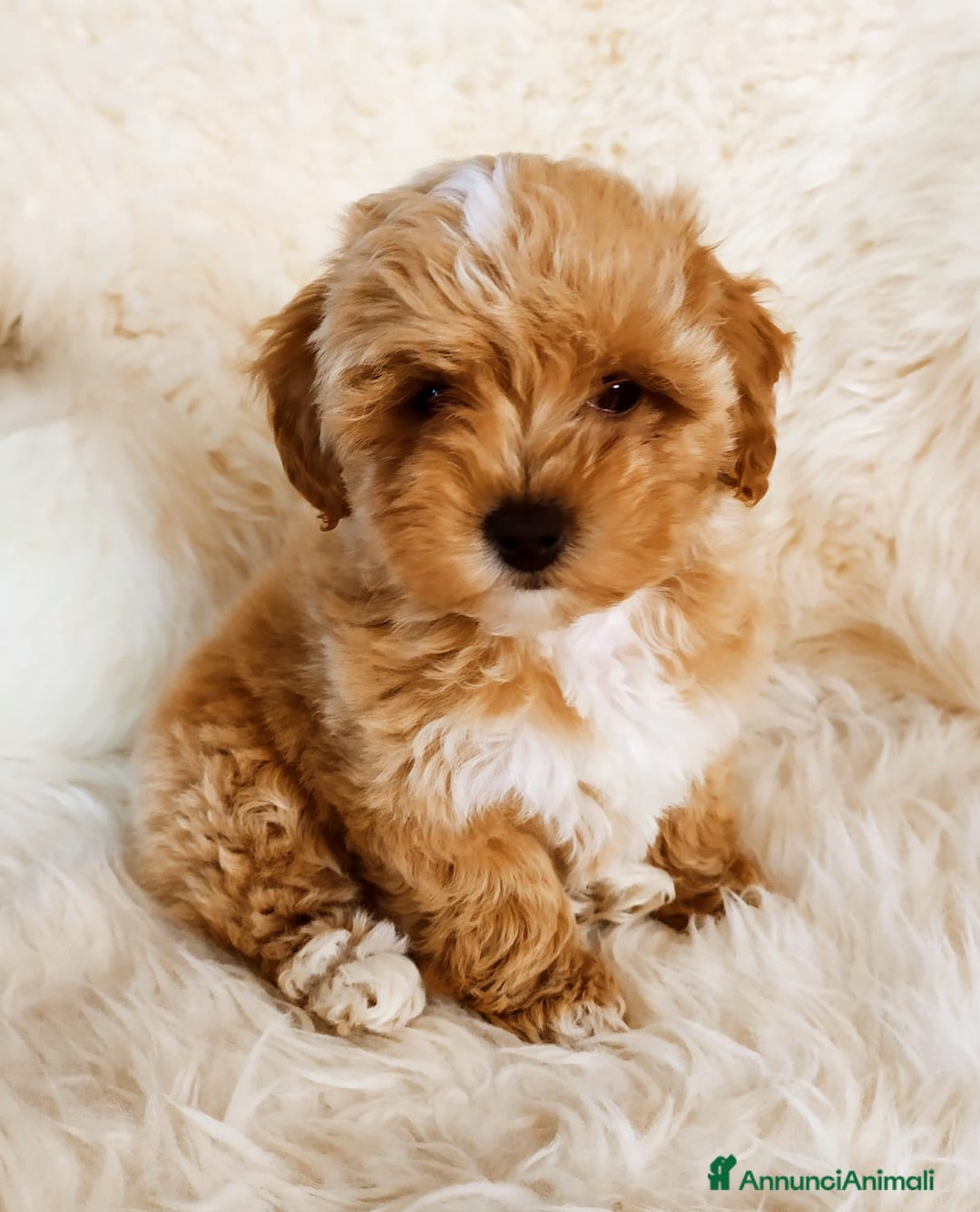 Immagine della galleria {{count}}